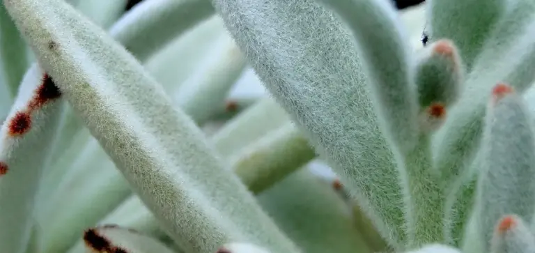 Close-up of fuzzy, silvery-green Kalanchoe beharensis leaves