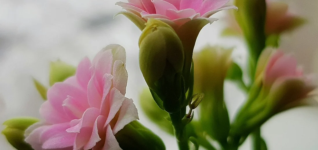 Close-up of pink kalanchoe flowers with buds and green stems indoors.
