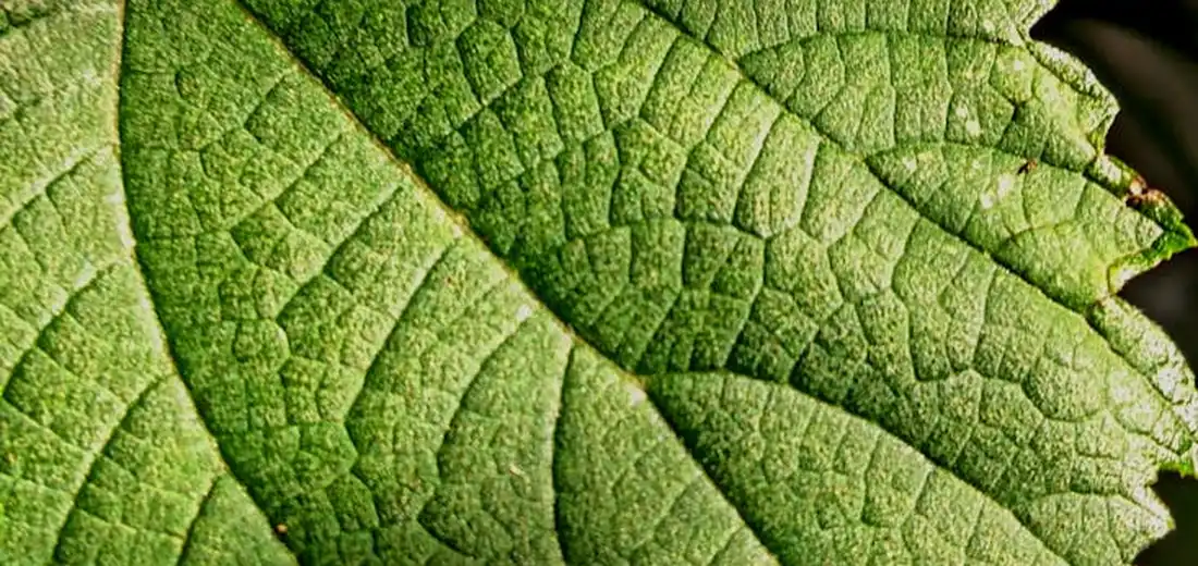 Close-up of a textured green leaf with prominent veins