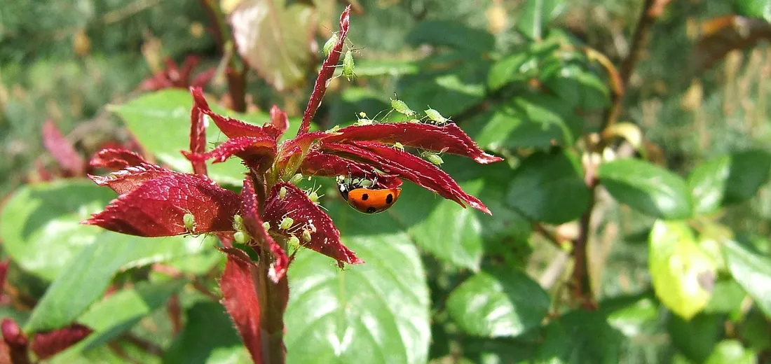 Orange ladybug on a red-leaved plant, illustrating natural aphid control