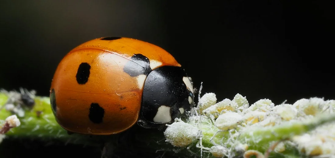 Close-up of a ladybug on a plant stem