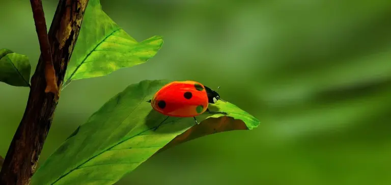 Red ladybug perched on a green leaf with a blurred green background.