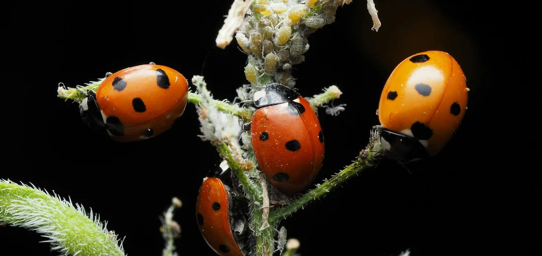 Close-up of orange ladybugs with black spots on green plant stems, representing beneficial insects used for biological pest control indoors.