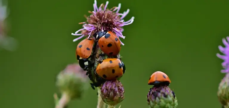 Several orange and black ladybugs on a purple flower, against a green blurred background.