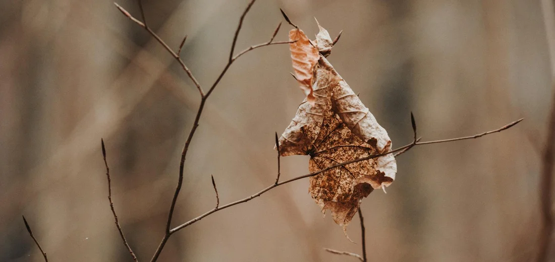 A withered brown leaf clings to a thin twig with a blurred forest background.