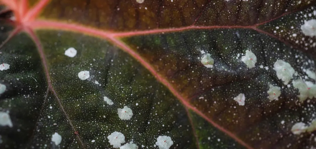 Close-up of a leaf with white speckles on its dark surface, suggesting powdery mildew.