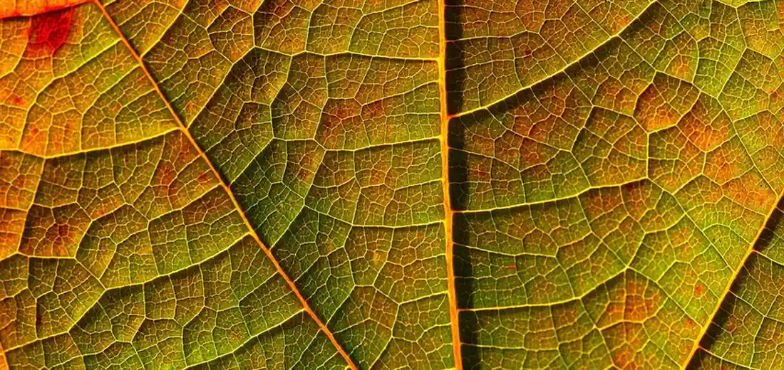 Macro close-up of a leaf vein pattern with green and orange hues