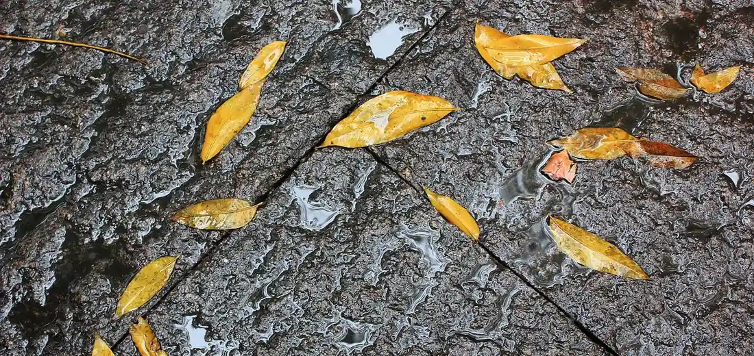 Yellow leaves scattered on a dark, textured tree bark surface