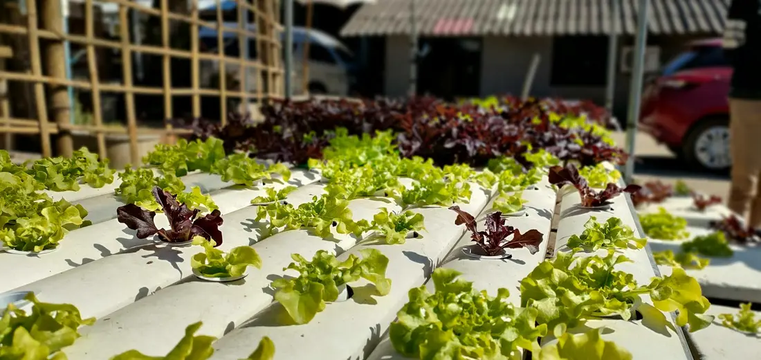 Lettuce growing in a hydroponic system with green and red leaves in white channels