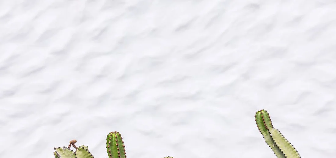 Close-up of succulent cuttings along a white textured wall, ready to be mounted into a living wall.