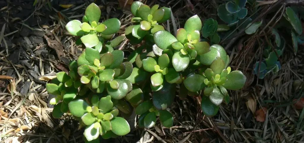 Low-Light Succulents: The Best Varieties for Dim Rooms