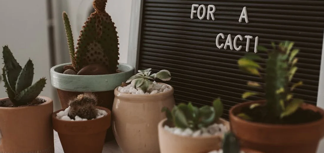 Row of diverse shade-tolerant succulents in clay and ceramic pots on a windowsill, with a decorative black letter board in the background.
