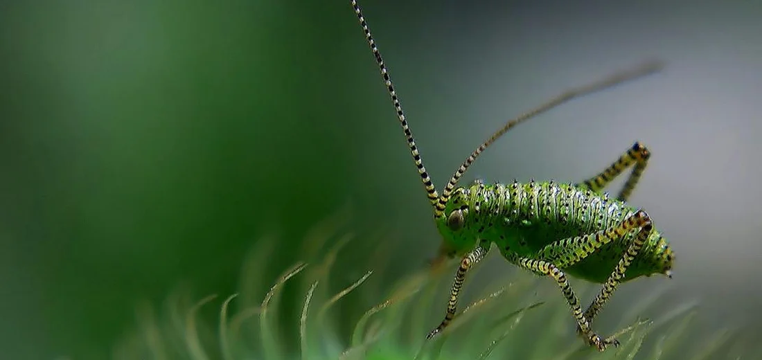 Close-up of a green praying mantis perched on a densely foliated indoor plant with a blurred green background