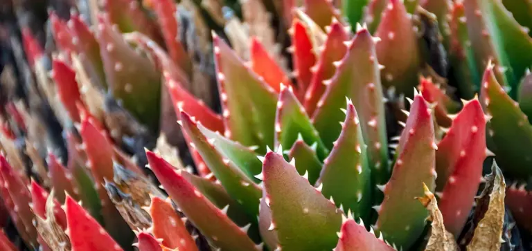 Close-up of small succulents with green leaves and red-tipped edges forming a dense rosette