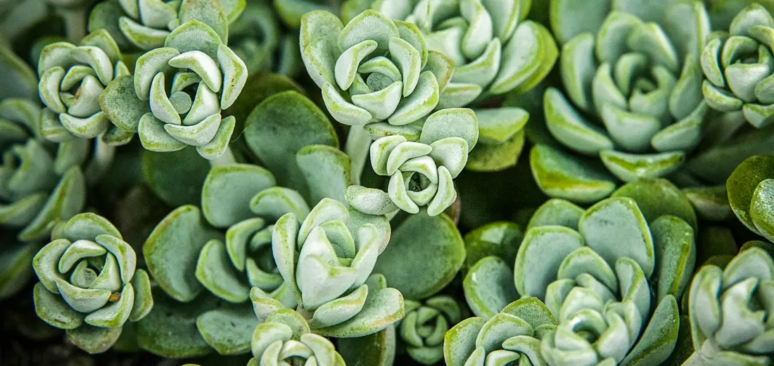 Close-up of tightly packed rosette succulents with bluish-green leaves forming a compact ground cover