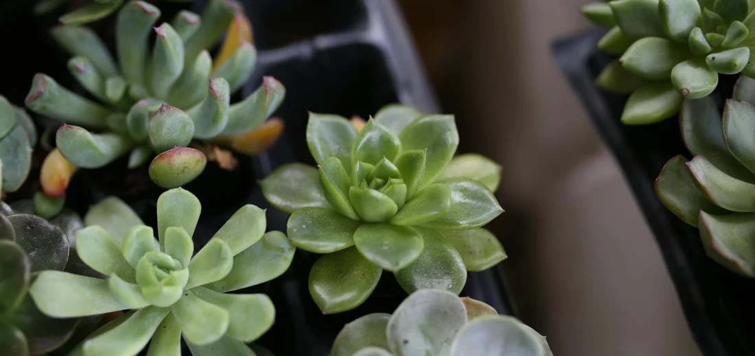 Close-up of rosette-shaped green succulents in small pots, forming a compact mini garden.