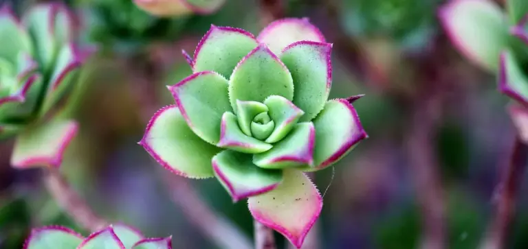Close-up of a rosette succulent with green leaves edged in pink