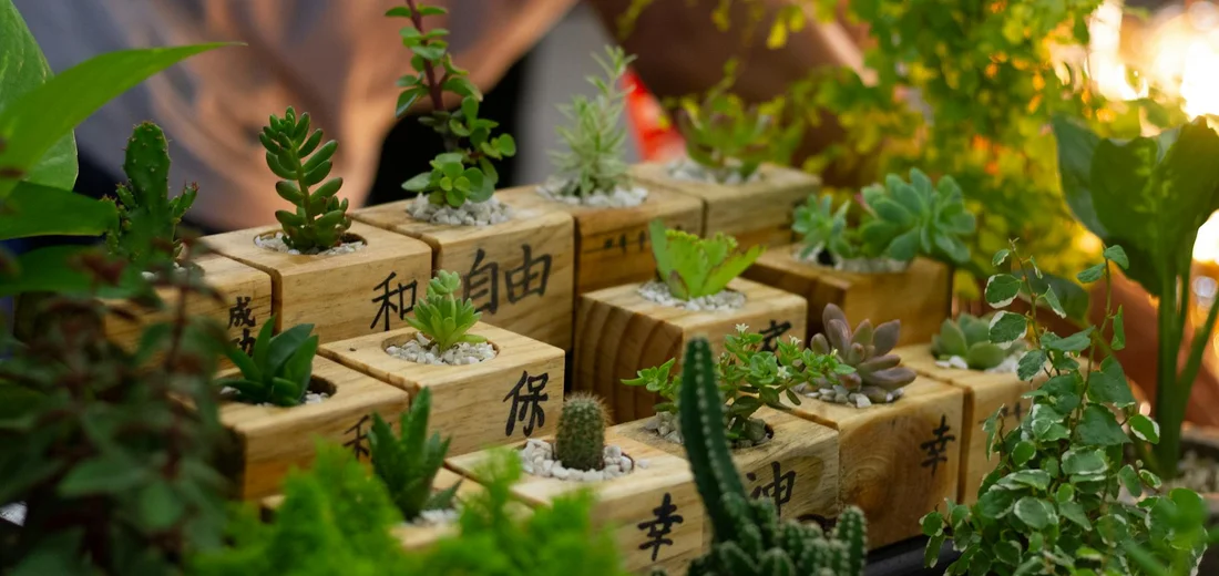 Tiny succulents planted in wooden blocks with engraved characters, illustrating compact growth.