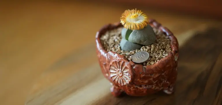 Small succulent in a round, reddish decorative pot with a yellow-orange bloom on top and a coin in the soil