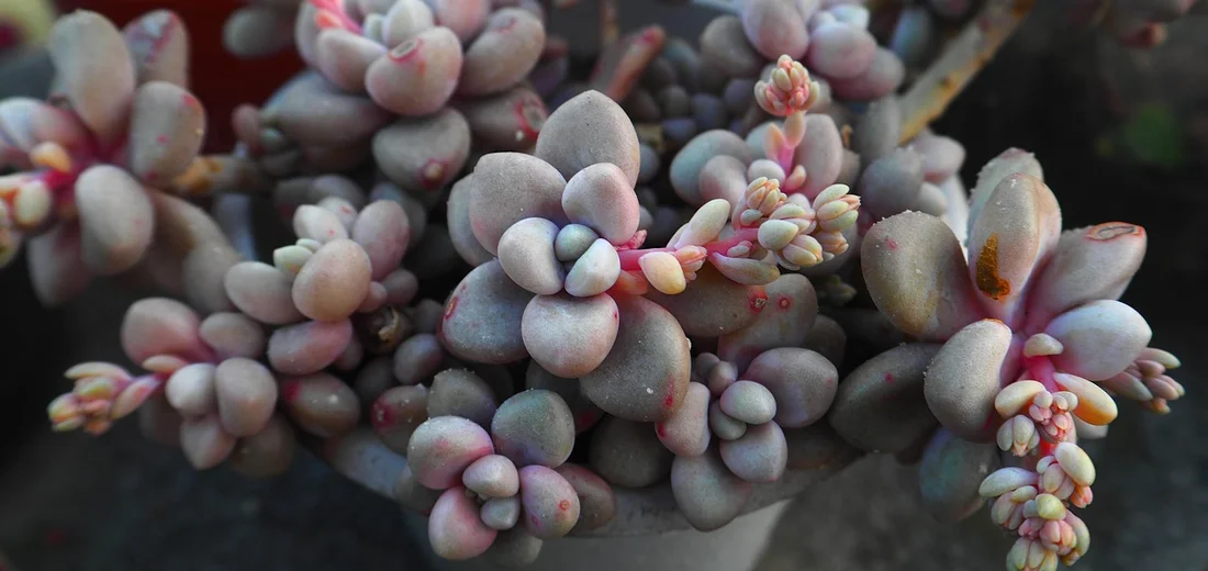 Close-up of miniature succulent cuttings with bead-like leaves in pink and purple hues, ready for propagation.