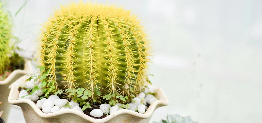 A round golden barrel cactus with radiating spines planted in a decorative scalloped ceramic pot filled with white pebbles, with small trailing succulents nearby.