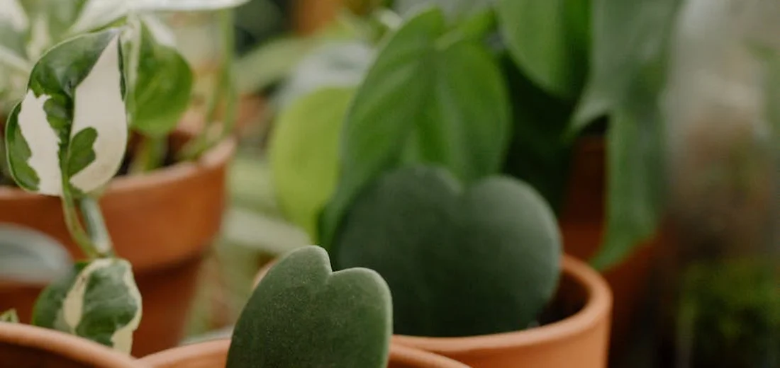 Close-up of several terracotta pots containing a variety of green foliage plants, including a variegated leaf and a heart-shaped succulent, illustrating layered, cohesive plant displays.
