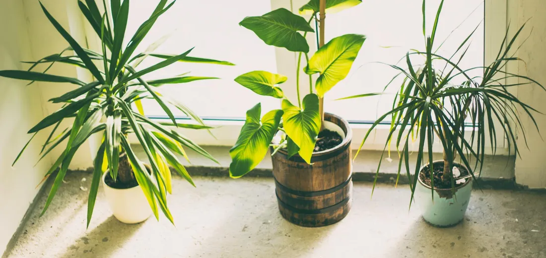 Three houseplants in pots on a bright windowsill: a spiky-leaved plant on the left, a variegated pothos in the center, and a spider plant on the right.