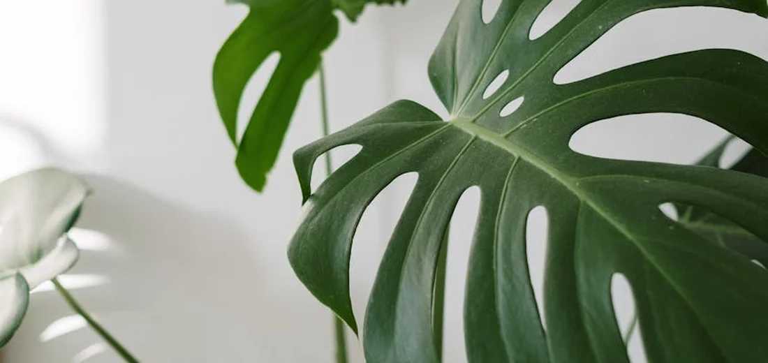 Close-up of a Monstera deliciosa leaf with distinctive fenestrations.