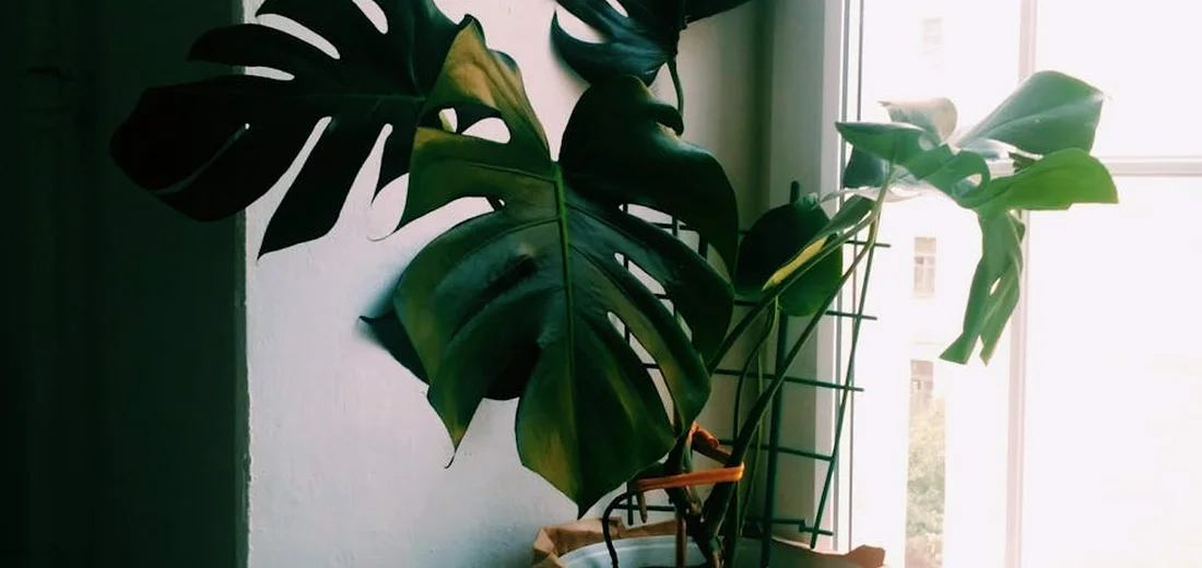 Monstera deliciosa with large fenestrated leaves placed in a bright indoor corner by a window, with a plant stand nearby.