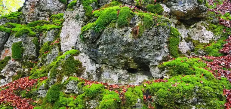 Bright green moss covering a rugged rocky surface in a damp forest setting