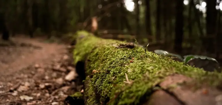 Moss-covered fallen log in a shaded forest with a shallow depth of field.