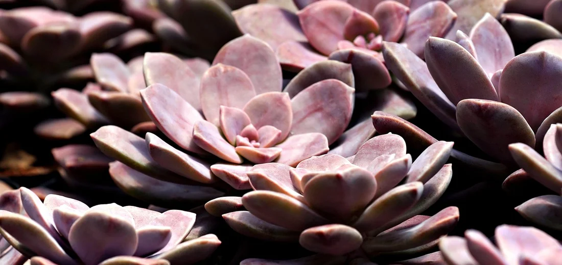 Close-up of pastel purple-pink Mountain Rose Aeonium tabuliforme rosettes