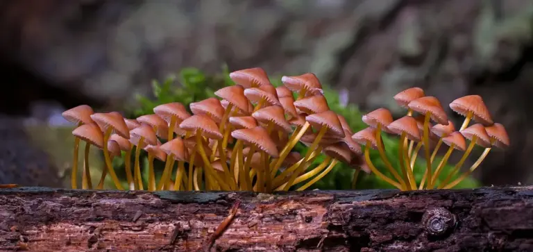 Cluster of orange-brown mushrooms growing on a damp log, illustrating soil fungi and moisture levels.