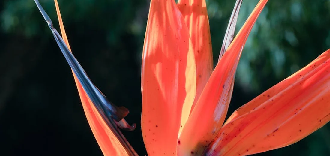 Close-up of a tropical plant with vibrant orange bracts or leaves against a dark background.