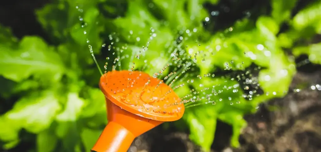 Best Water Types for Watering Succulents
