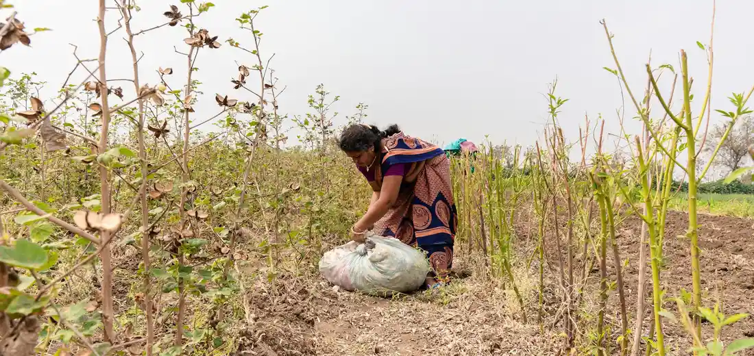 A person crouches in a dry field tending to young shrubs or saplings among bare, cracked soil.