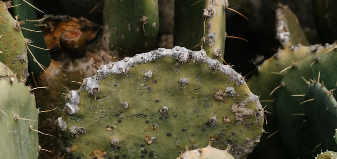Close-up of a prickly pear cactus pad with spines in a garden setting