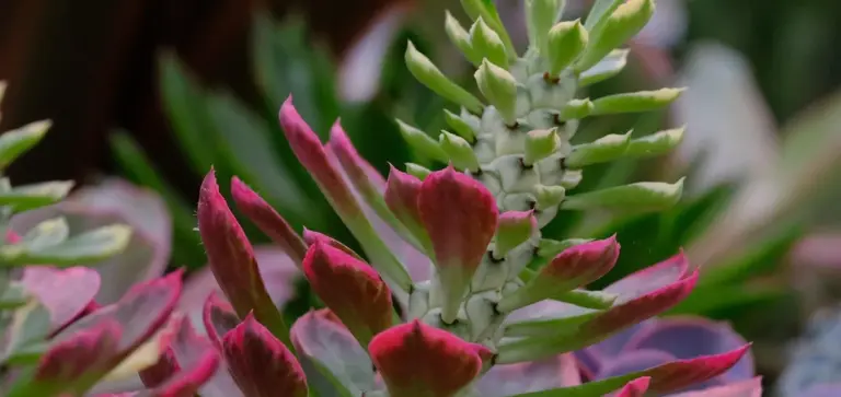 Close-up of a colorful succulent with pink-tipped leaves growing outdoors in a garden