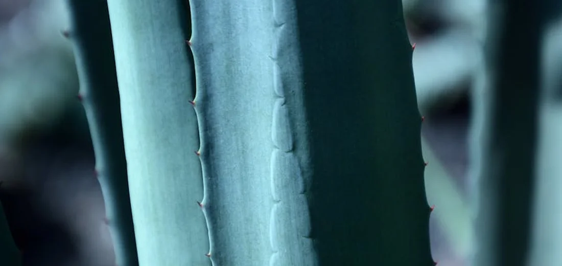 Close-up of a blue-green succulent stem with ridges and small spines along the edge
