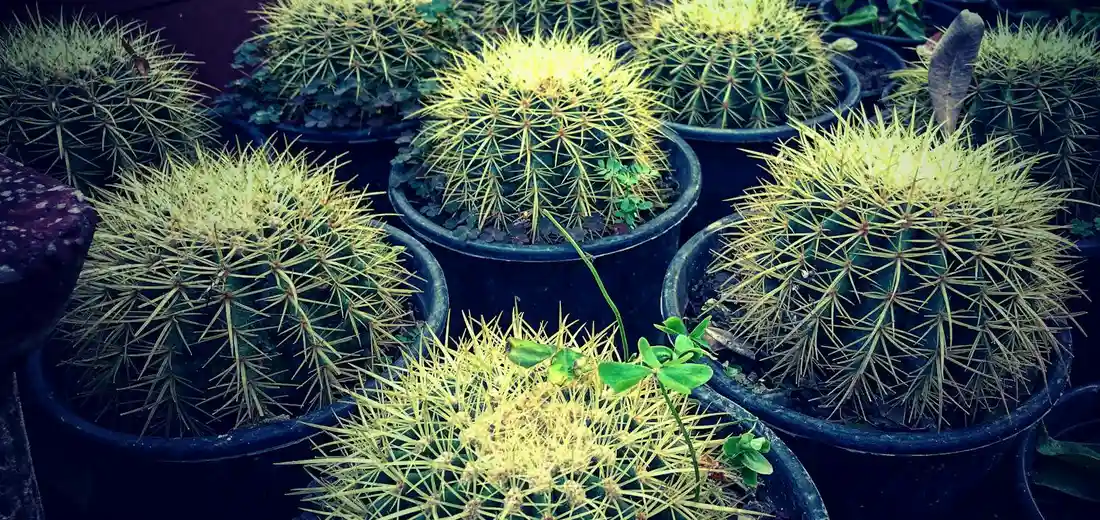 Collection of round barrel cacti in individual pots arranged closely together to form a dramatic outdoor display.