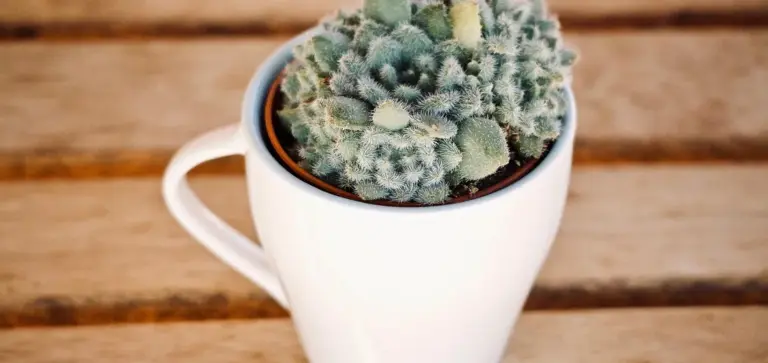 Small rosette succulent in a white ceramic mug placed on a wooden outdoor surface