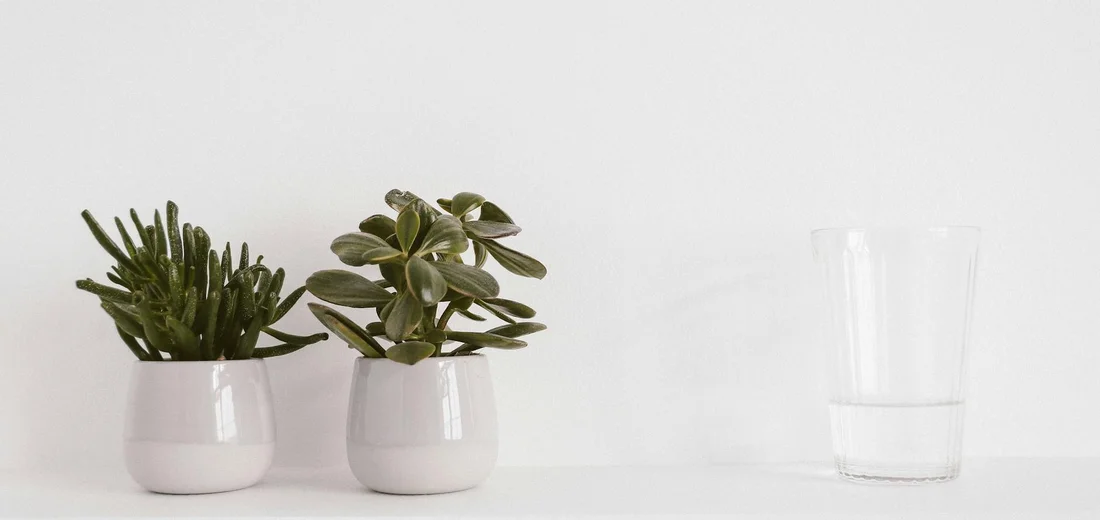 Two small succulents in pale pink pots sit on a white surface beside a clear glass of water.