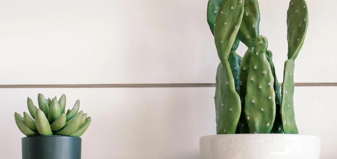 Two potted succulents on a shelf: a small rosette-shaped Echeveria in a blue pot and a tall paddle-shaped Opuntia cactus in a white pot.