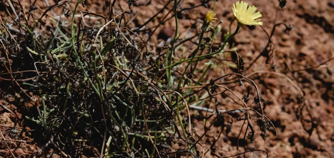 A small drought-stressed plant with a yellow bloom, thin wiry stems, and dry, rocky soil.