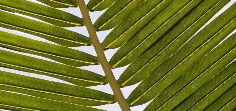 Close-up of green palm fronds with light filtering between leaves.