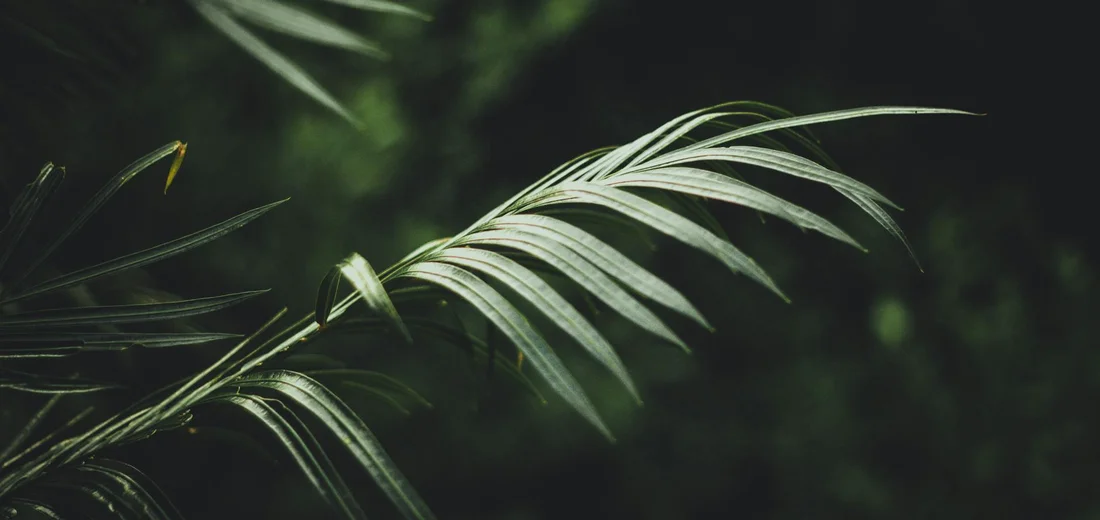 Close-up of a palm frond with slender leaves against a dark, blurred background.