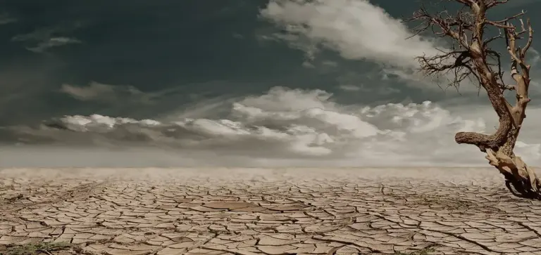 Parched cracked soil with a lone dead tree under a cloudy sky, illustrating drought and poor soil conditions.