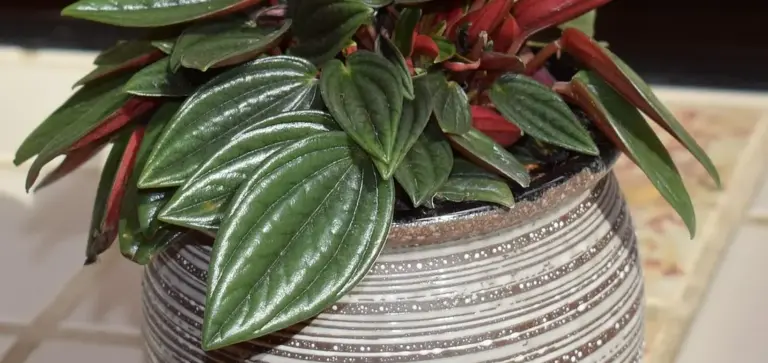 Peperomia plant with glossy dark green leaves in a striped gray and white ceramic pot