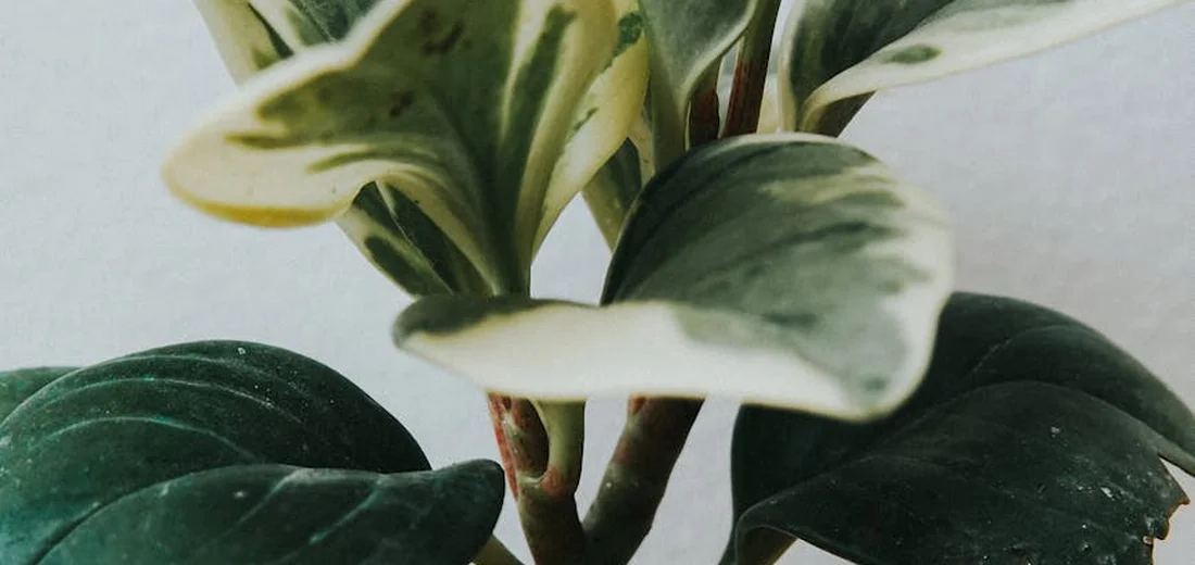 Close-up of variegated peperomia leaves with green and cream colors