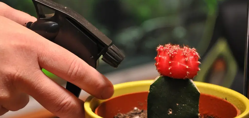 How to Create a Comprehensive Pest Prevention Strategy for Your Plant Collection